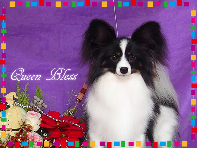 最高級パピヨン