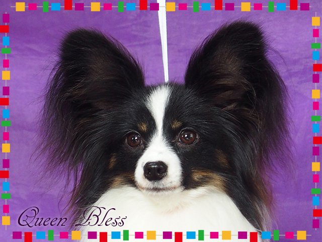 最高級パピヨン