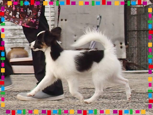 papillon puppy movement