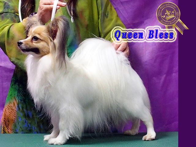 papillon pupp's dam ERI