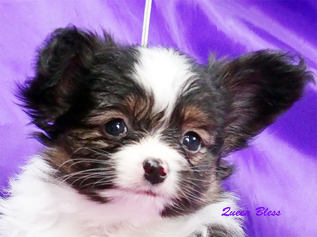 papillon puppy
