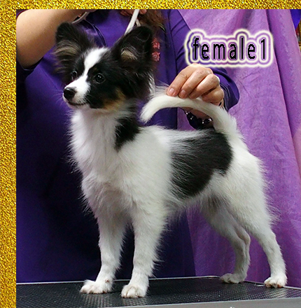 Papillon female puppy