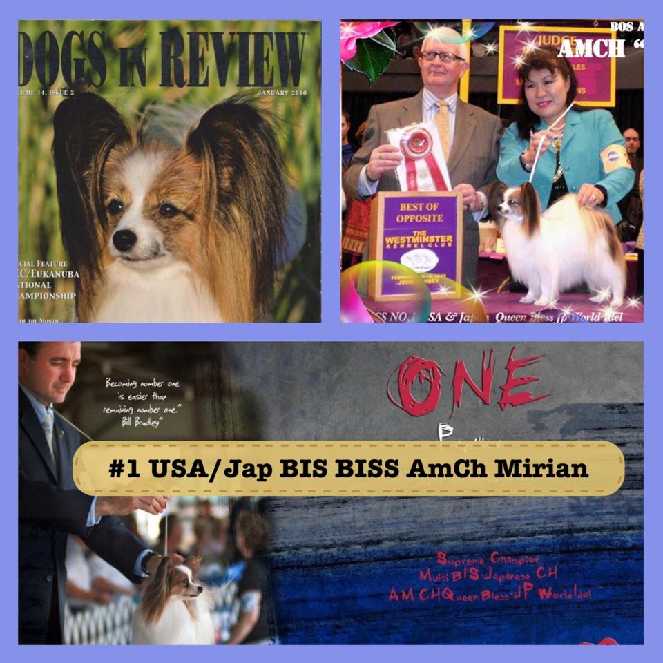 papillon パピヨン