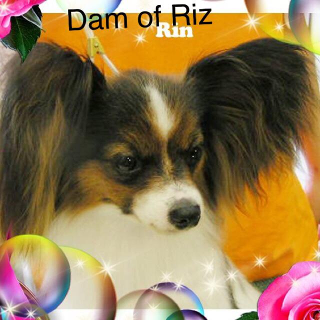 パピヨン子犬のお祖母さん