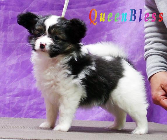 Papillon Puppy female Riz pup