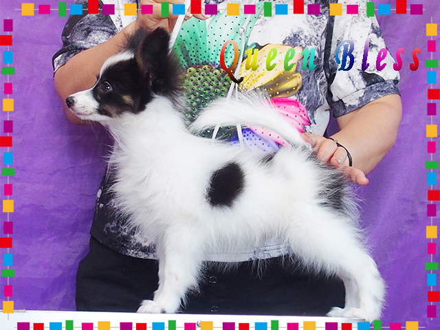 papillon puppies special 1|パピヨンのトップブリーダー