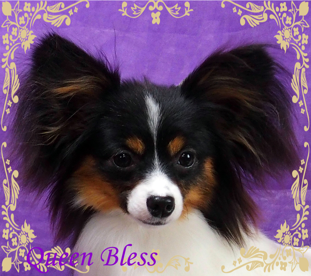 パピヨンブリーダー