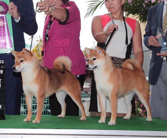 JKCドッグショー