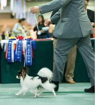 パピヨン子犬母犬