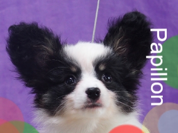 パピヨンの子犬