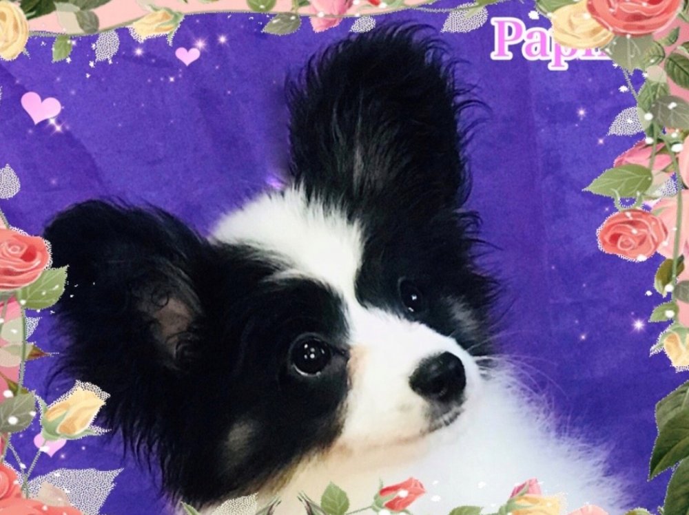 パピヨン子犬　男の子