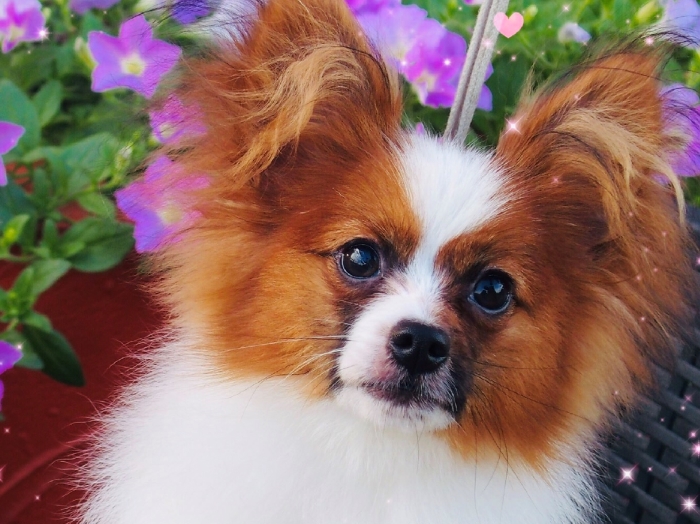 パピヨン子犬　男の子
