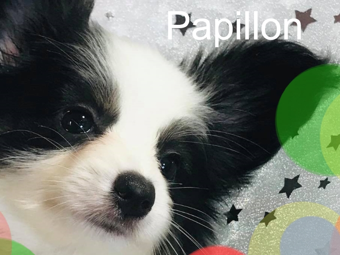 パピヨンの子犬