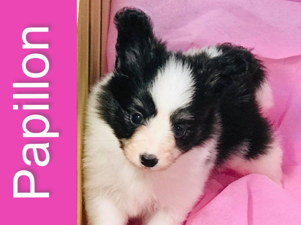 パピヨン子犬