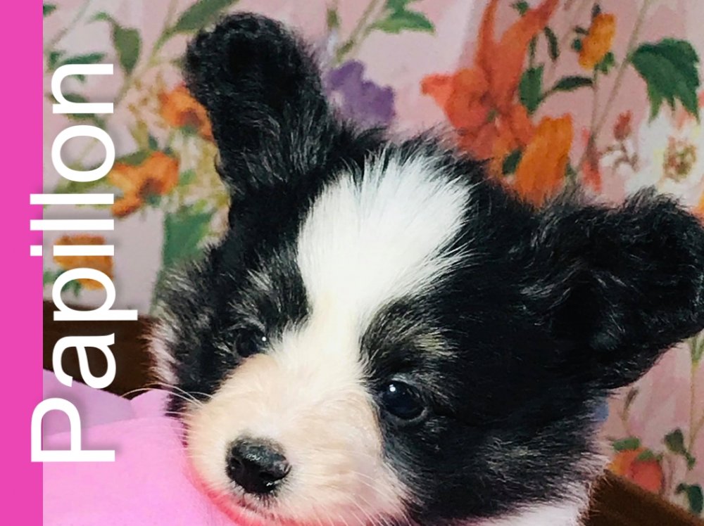 パピヨン子犬
