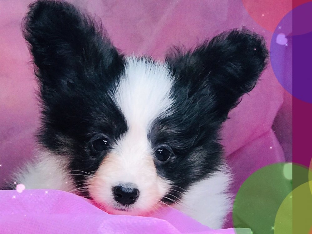 パピヨン子犬