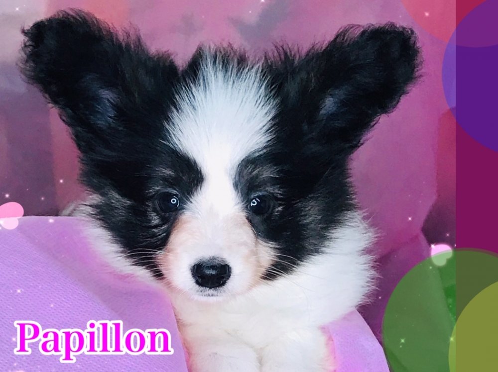 パピヨン子犬