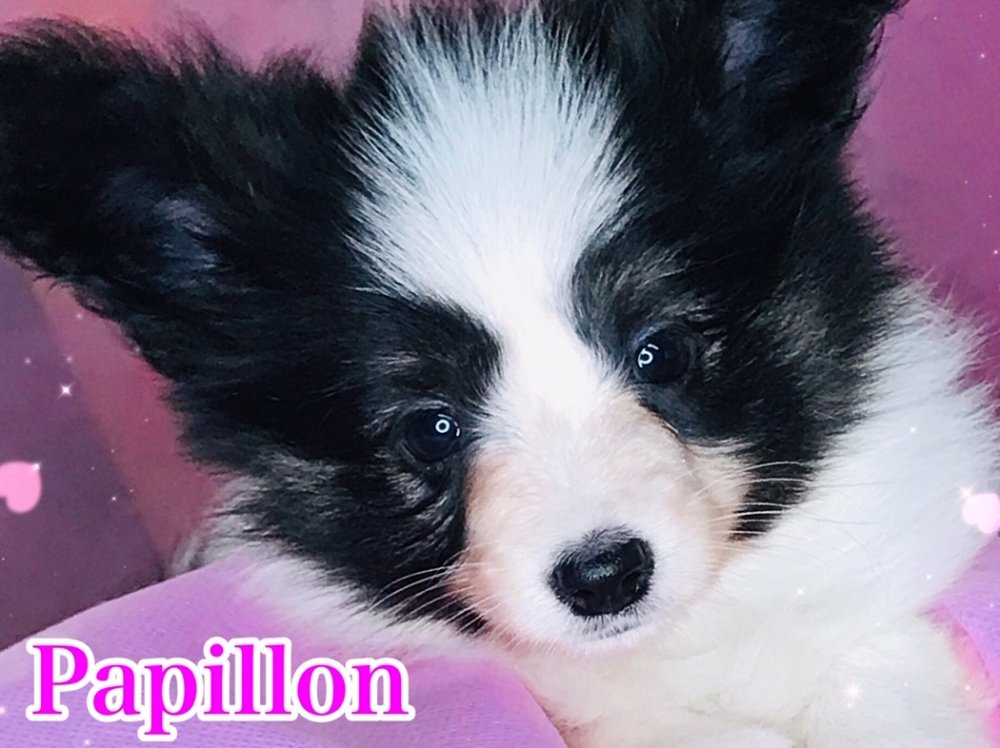 パピヨン子犬