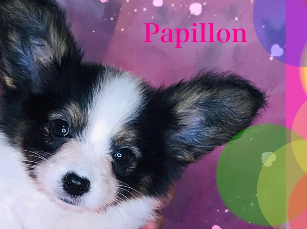 パピヨン子犬