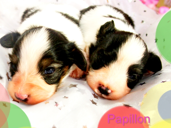 パピヨン子犬