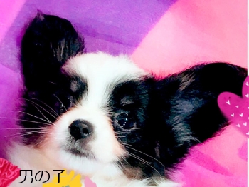 パピヨン子犬　男の子