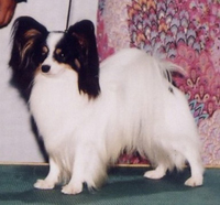 自家繁殖犬で日本ランキング1位のパピヨン