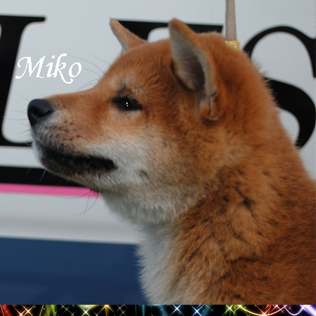 /image/miko3.jpg