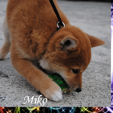 /image/miko5.jpg